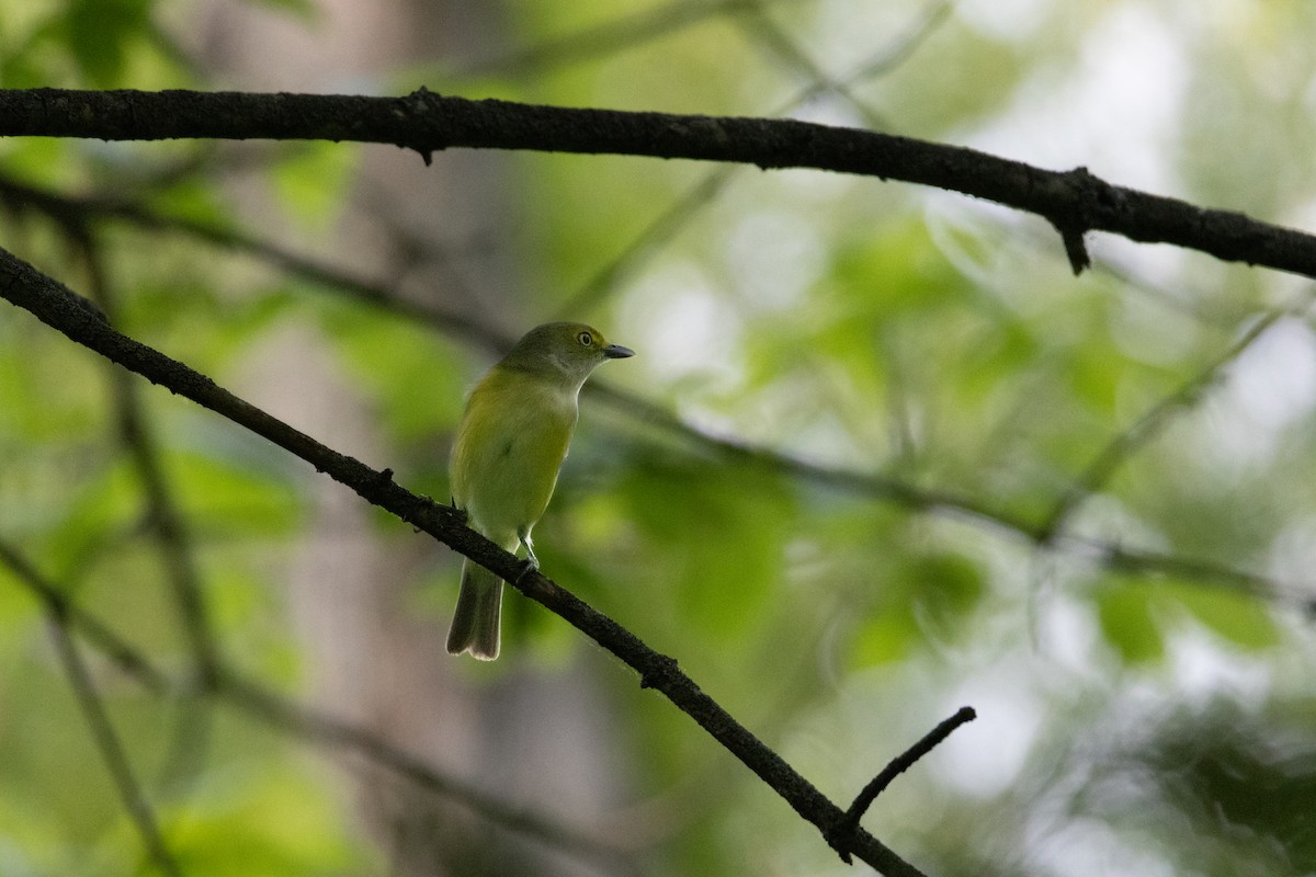 White-eyed Vireo - ML634264452