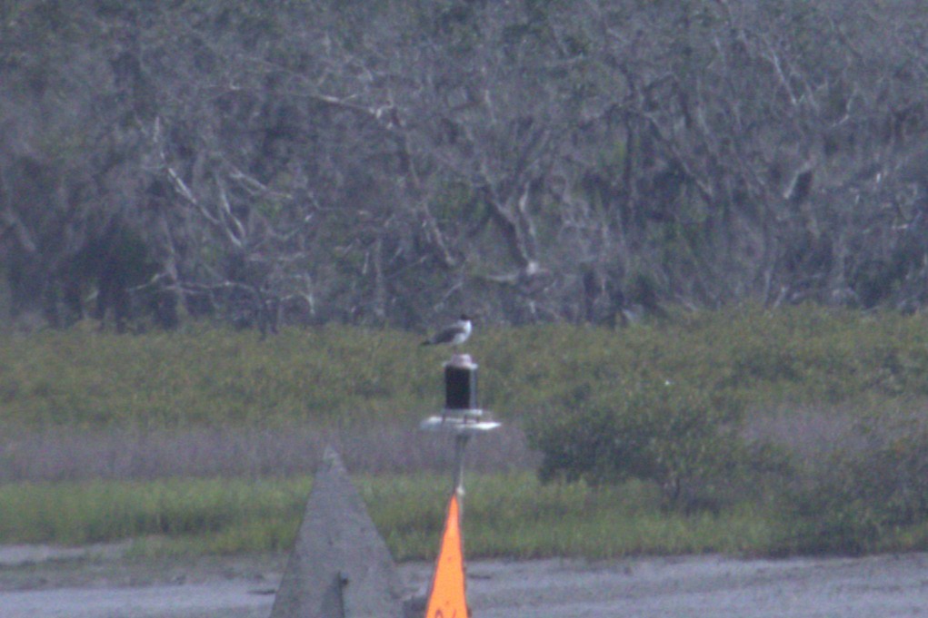 Laughing Gull - ML634264458