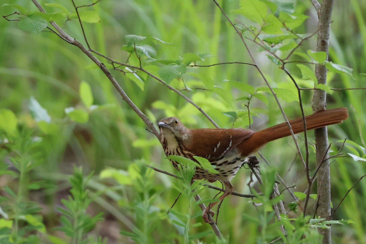 Hermit Thrush - ML634264461