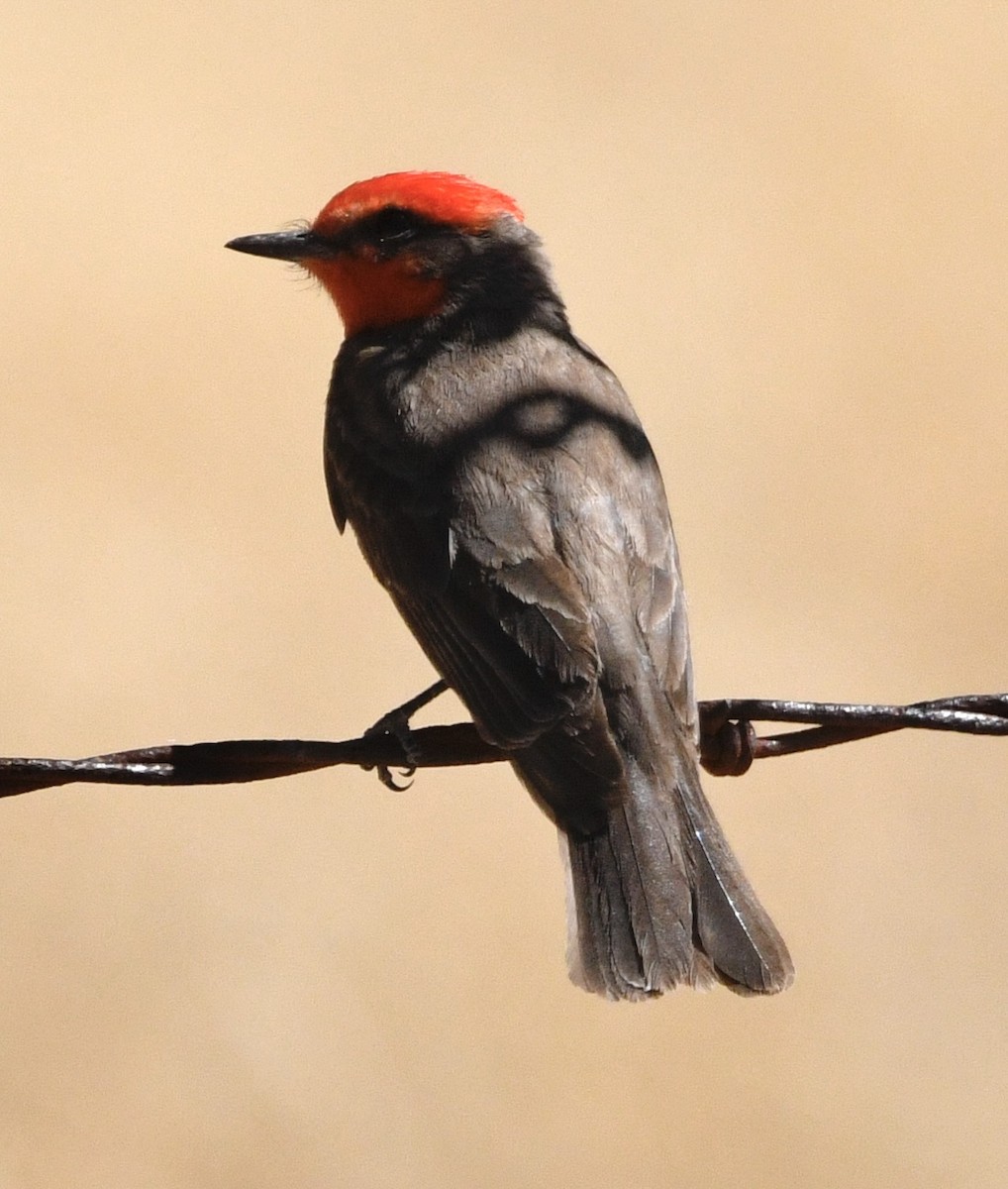 Vermilion Flycatcher - ML634264485