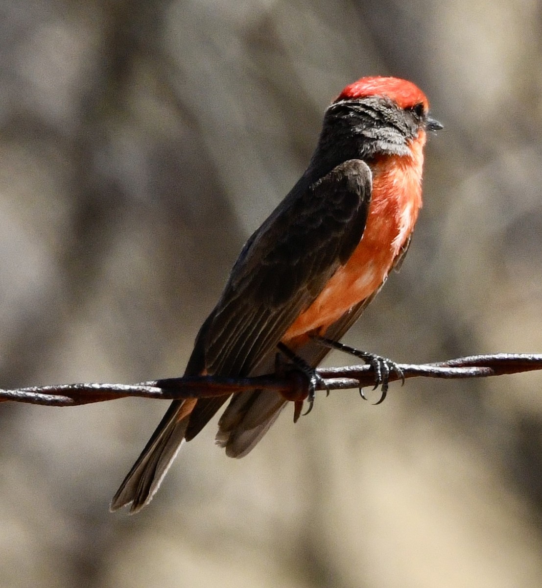 Vermilion Flycatcher - ML634264487