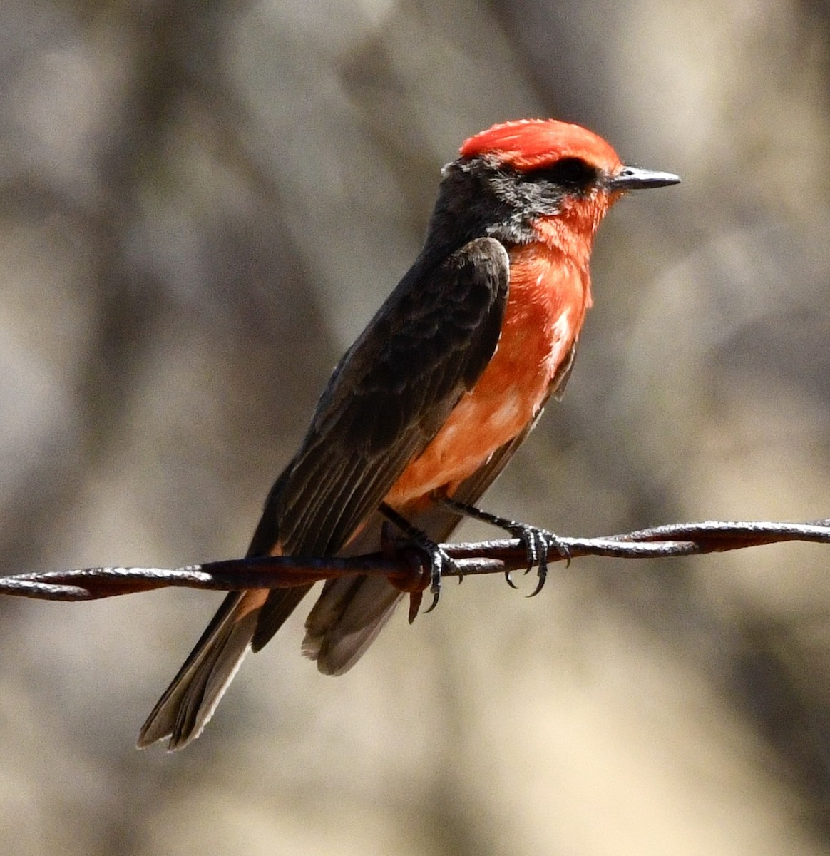Vermilion Flycatcher - ML634264488