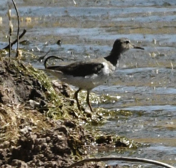 Spotted Sandpiper - ML634264514