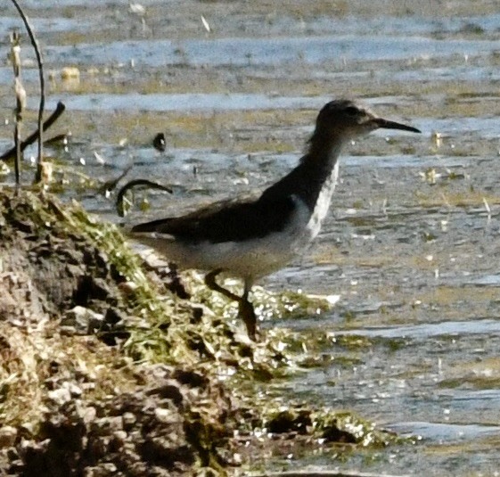 Spotted Sandpiper - ML634264515