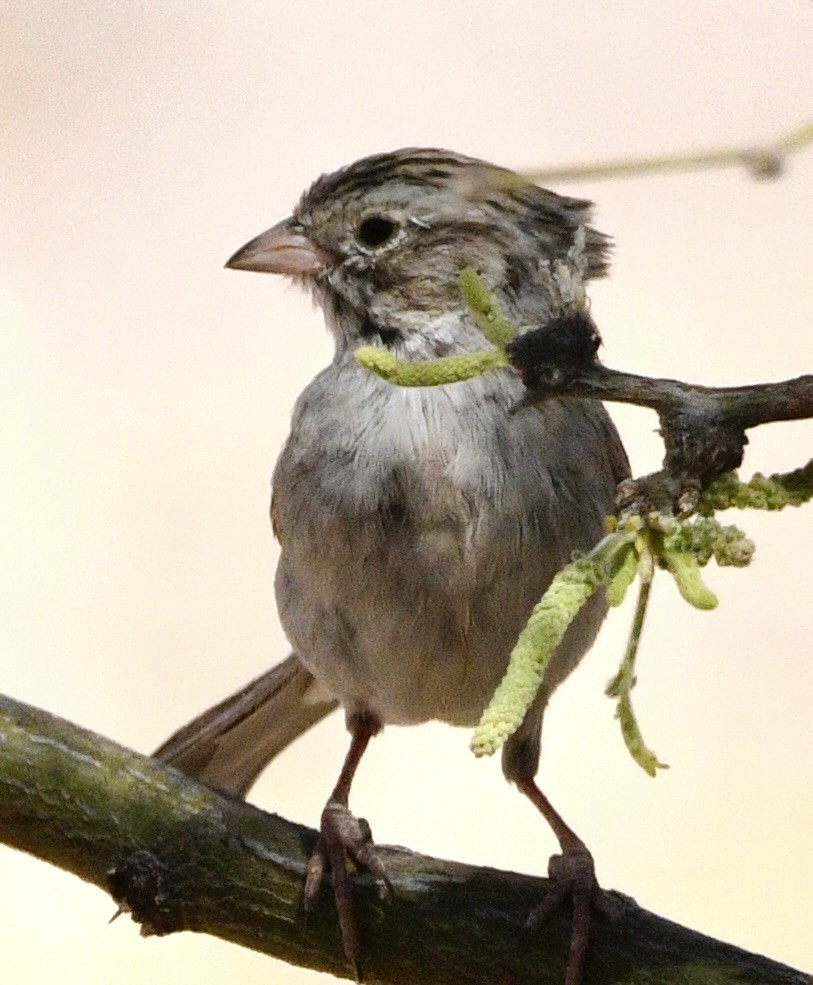 Brewer's Sparrow - ML634264561