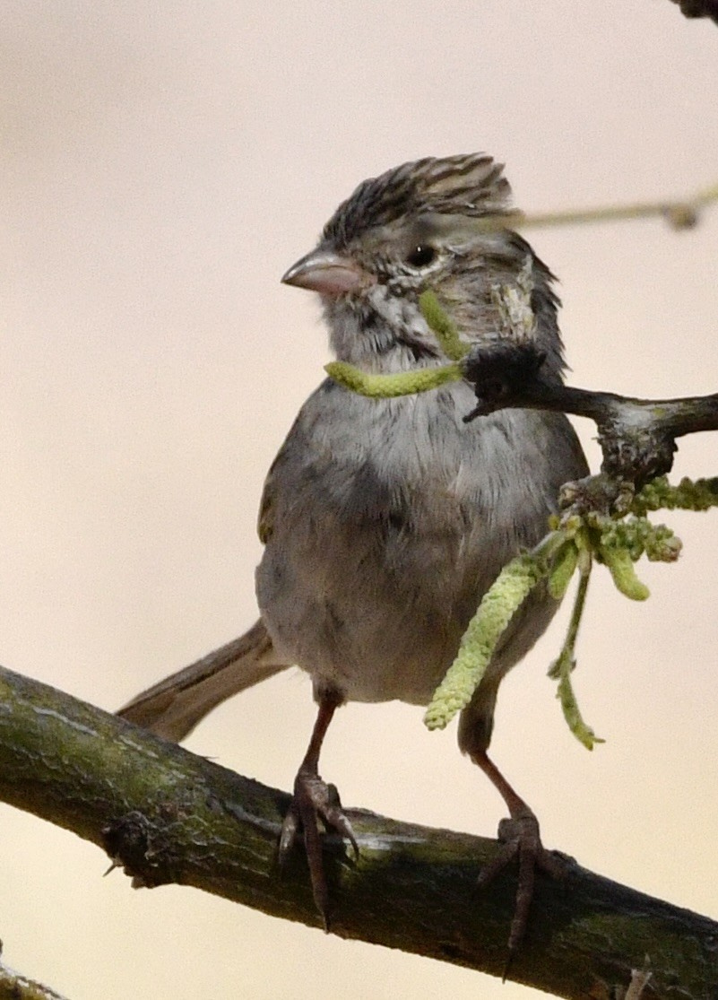 Brewer's Sparrow - ML634264562