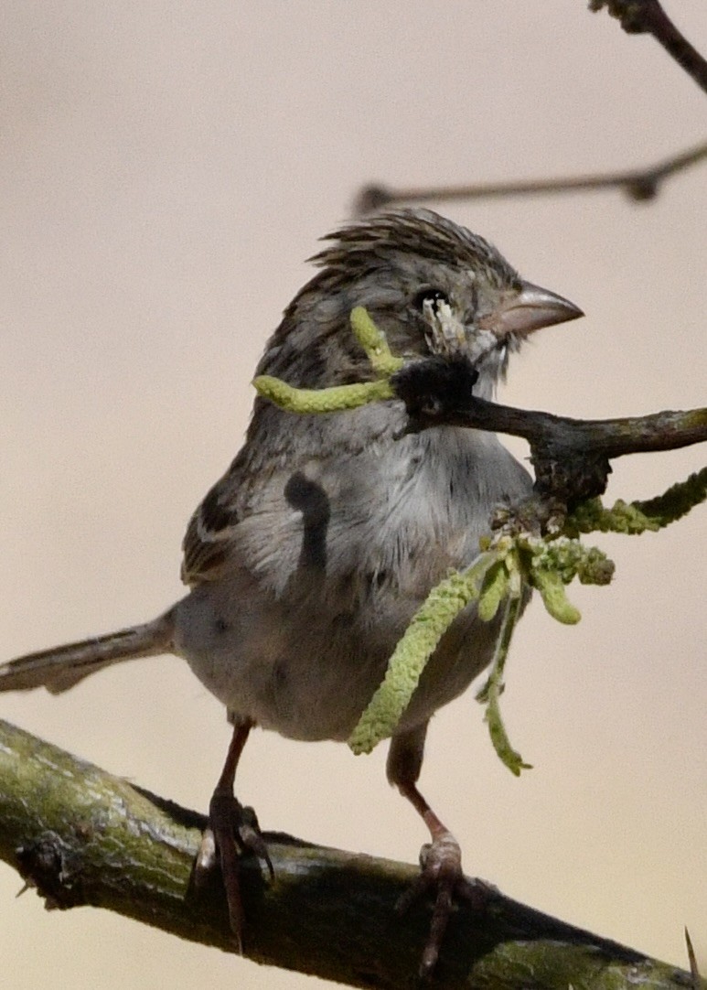 Brewer's Sparrow - ML634264563