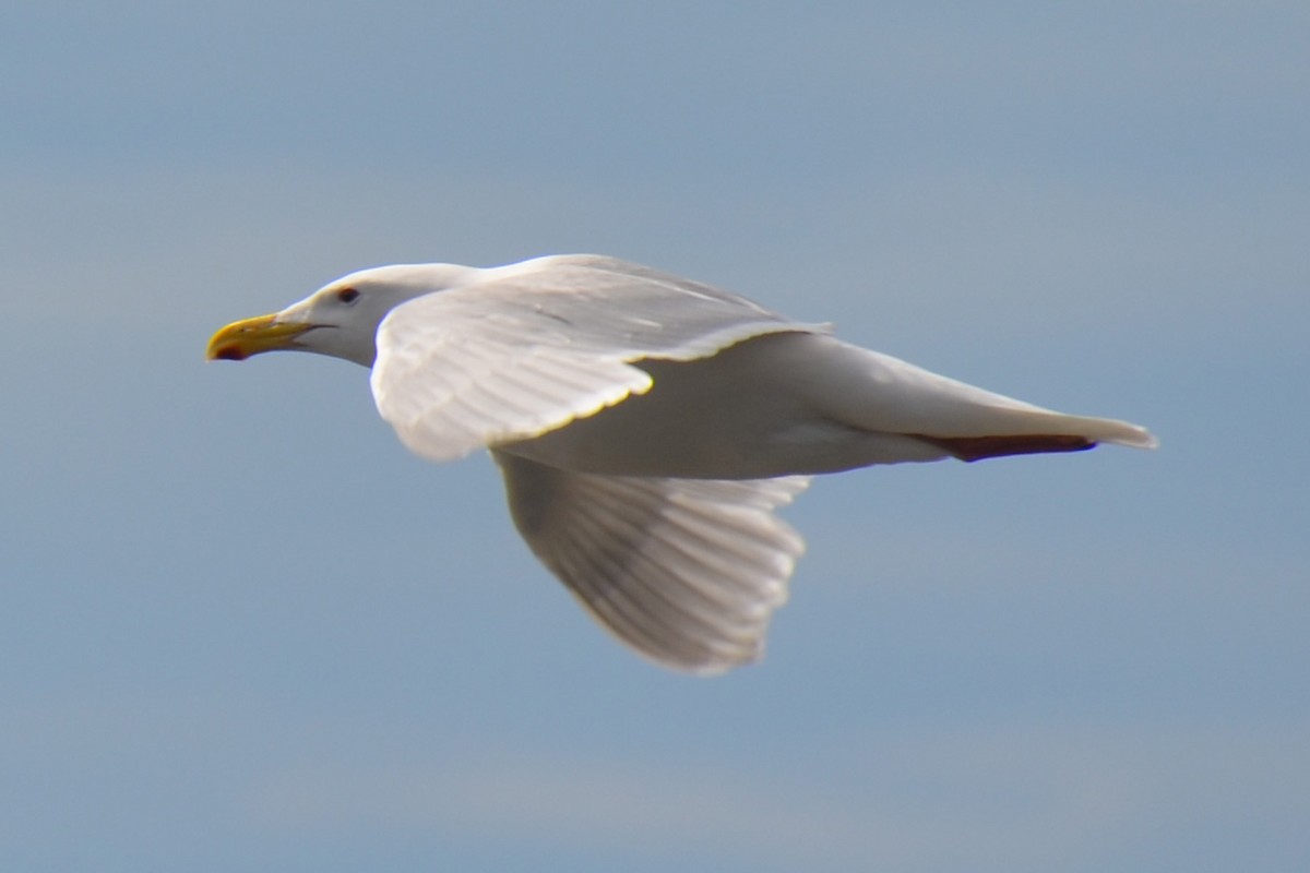 Glaucous-winged Gull - Van Truan