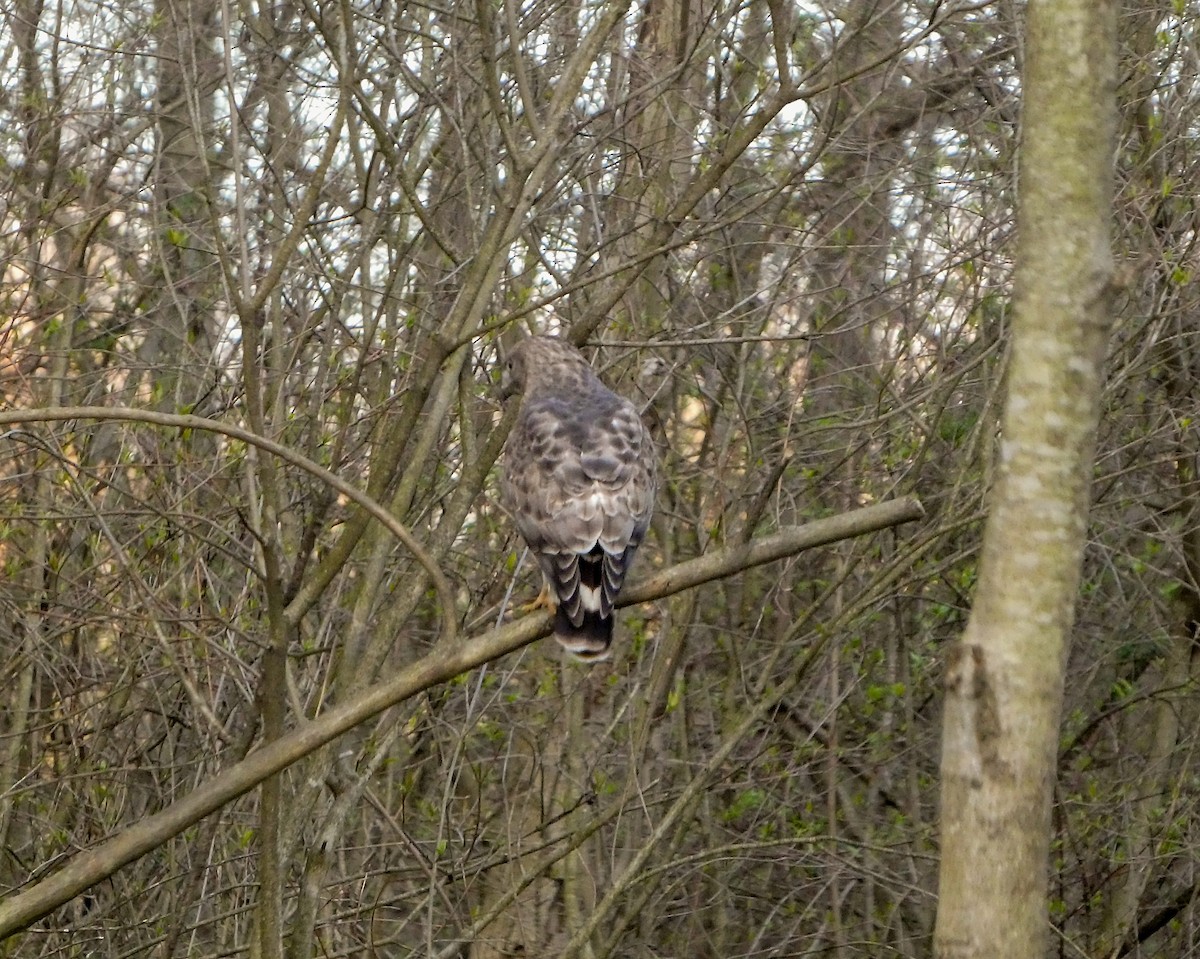 Broad-winged Hawk - ML634264882