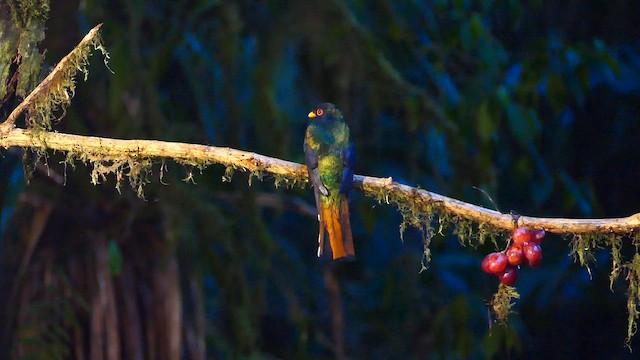 Trogon masqué - ML634264974