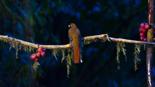 Trogon masqué - ML634264975