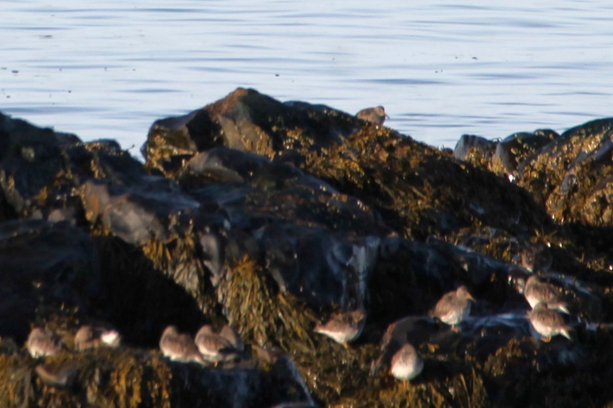 Purple Sandpiper - ML634265034