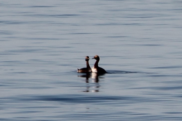 Horned Grebe - ML634265042