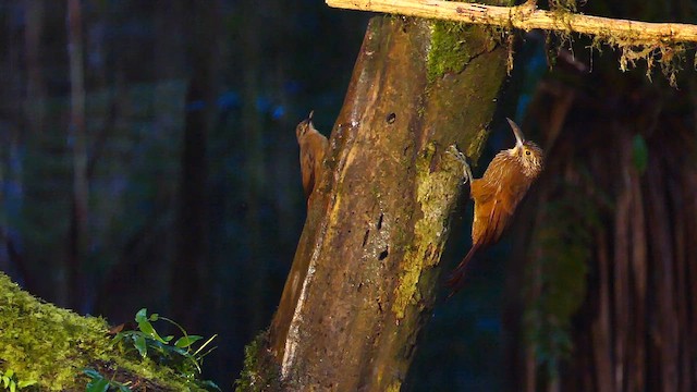 Strong-billed Woodcreeper - ML634265047