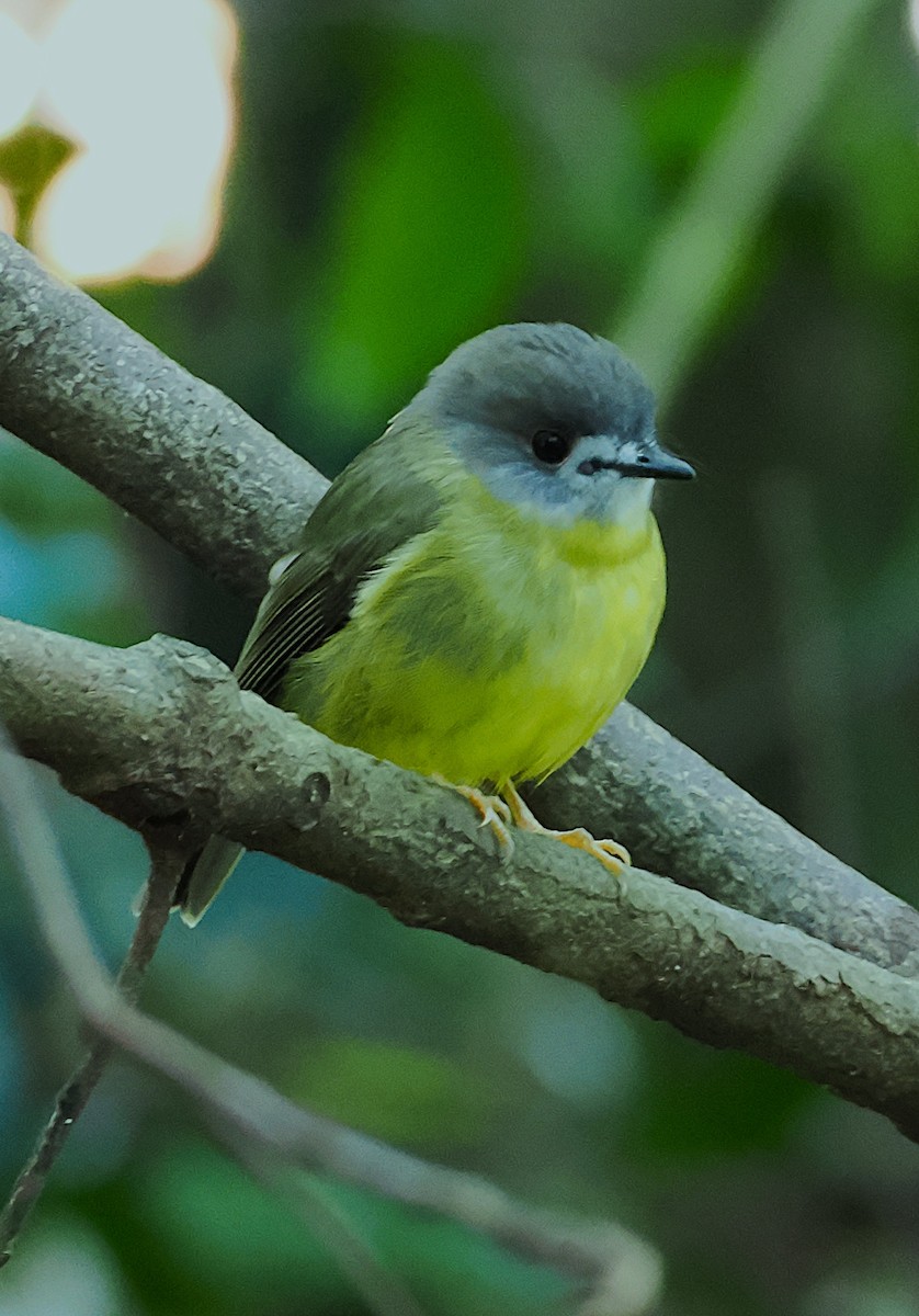 Pale-yellow Robin - ML634265084