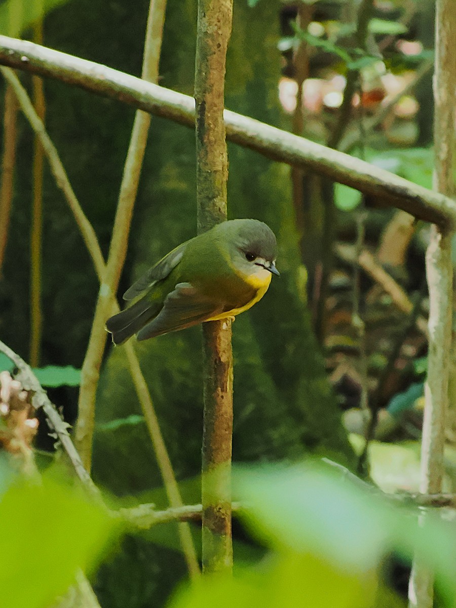 Pale-yellow Robin - ML634265085