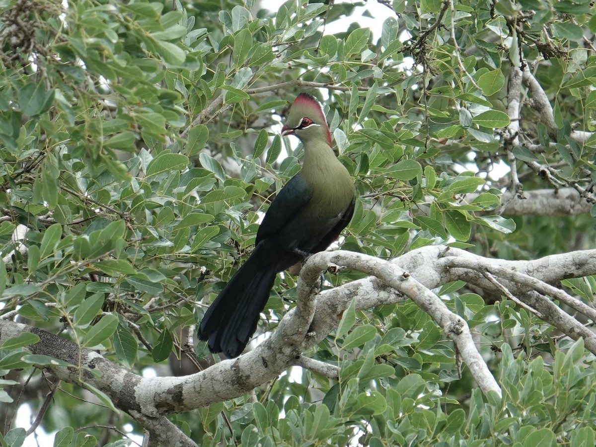 Fischer's Turaco - ML634265090