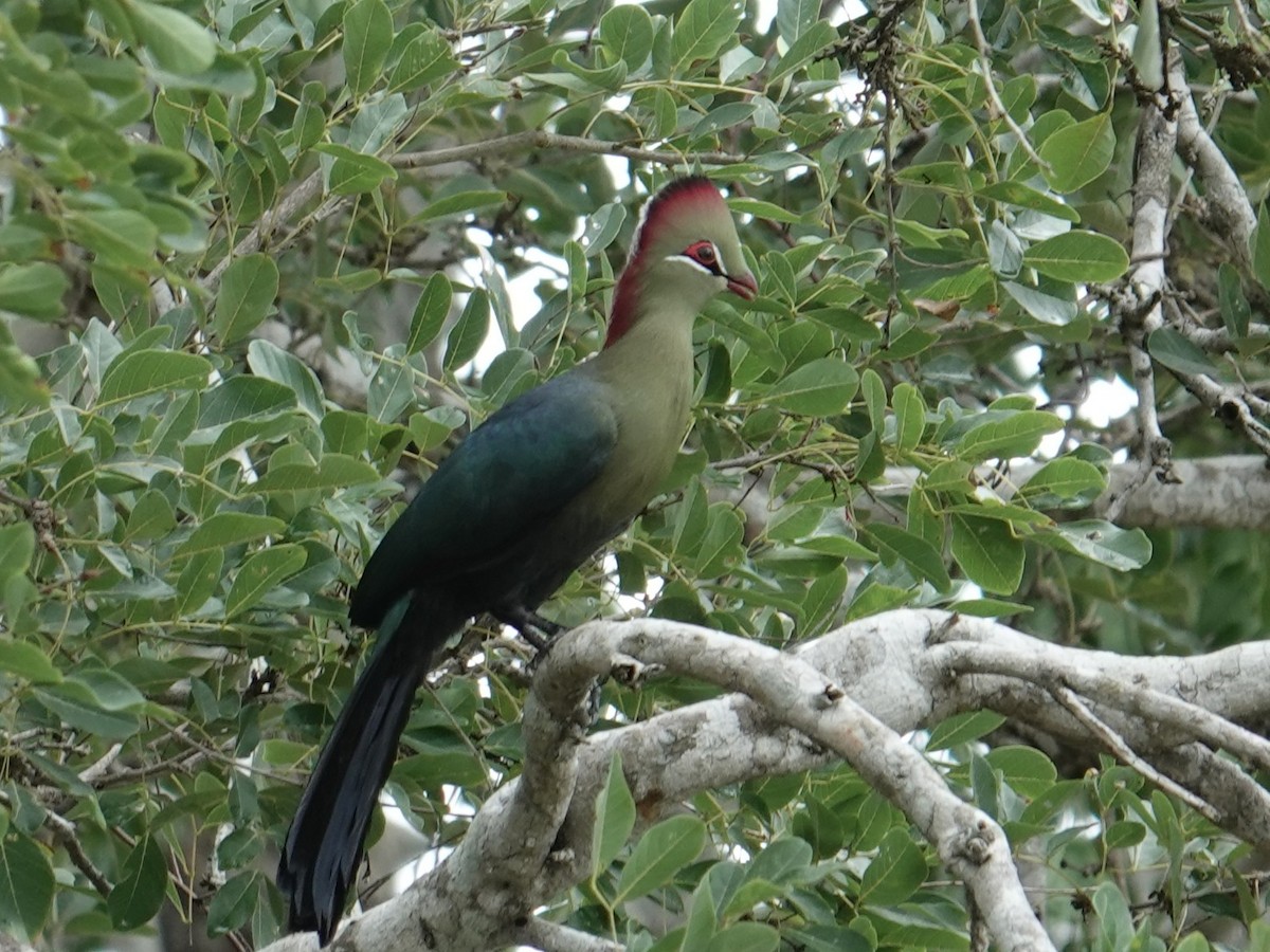 Fischer's Turaco - ML634265091