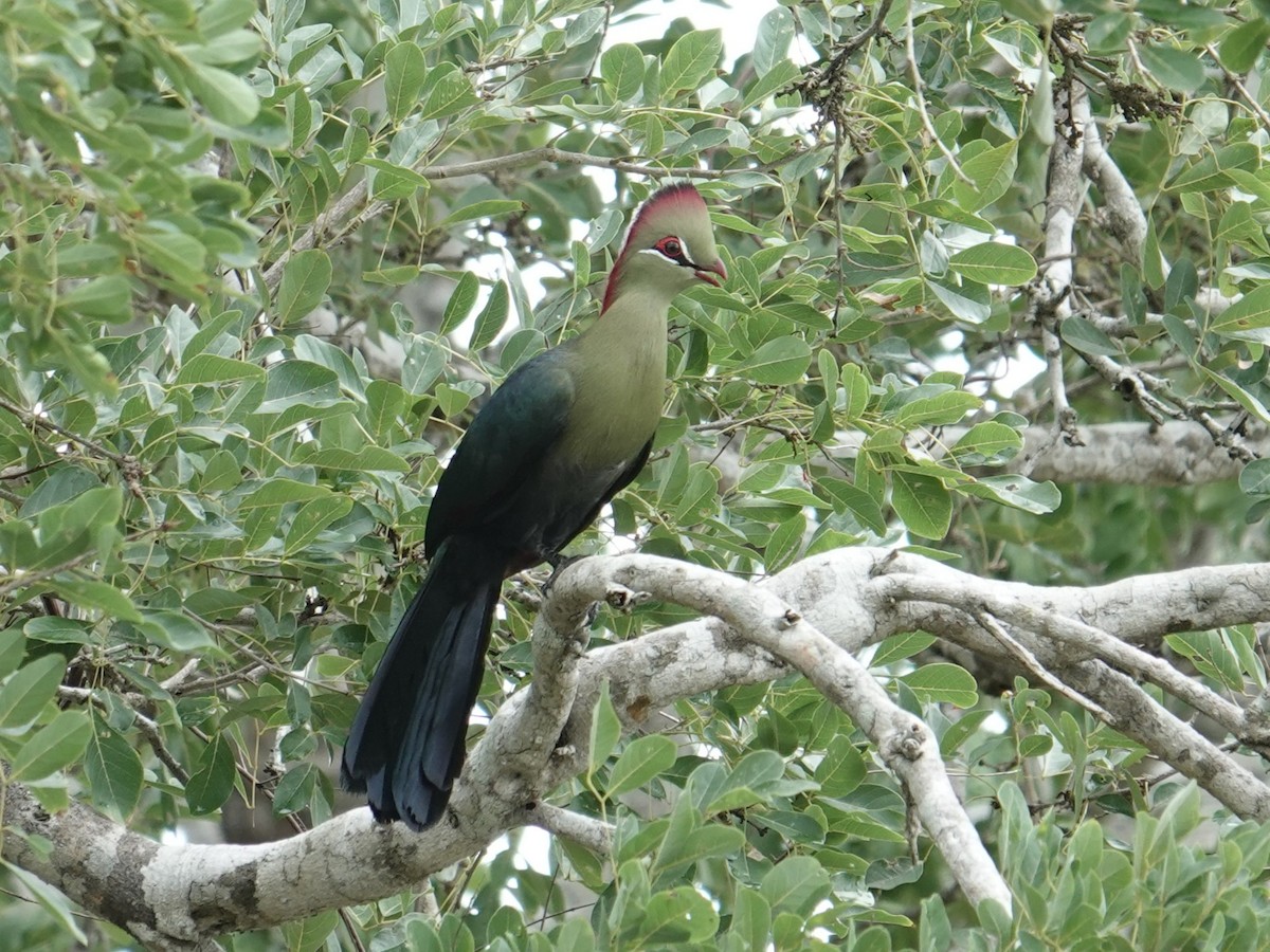 Fischer's Turaco - ML634265094