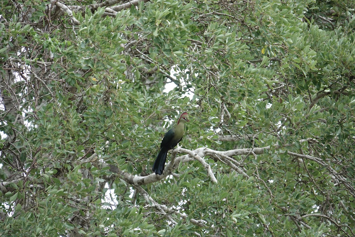 Fischer's Turaco - ML634265095