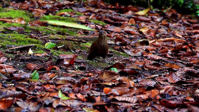 Strong-billed Woodcreeper - ML634265223