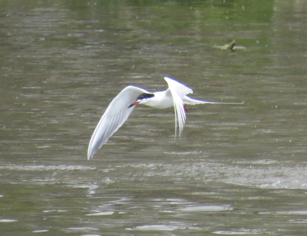 Forster's Tern - ML634265260