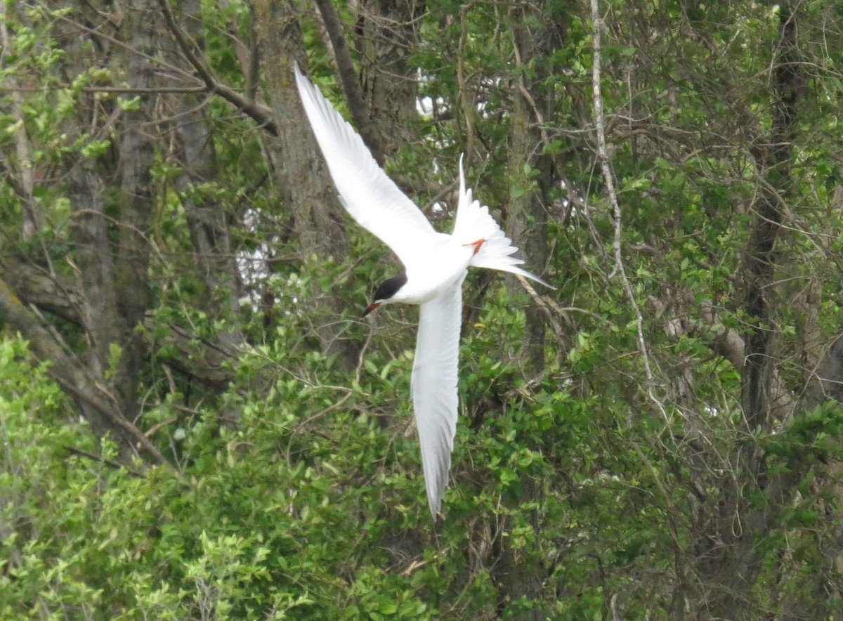 Forster's Tern - ML634265281
