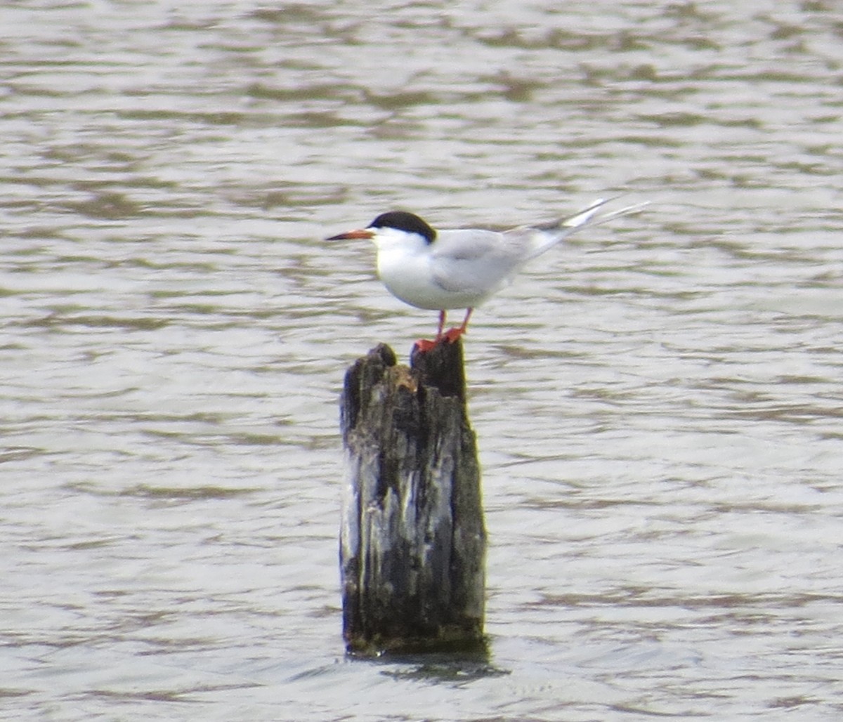 Forster's Tern - ML634265335