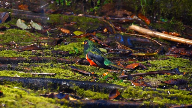 Trogon masqué - ML634265395
