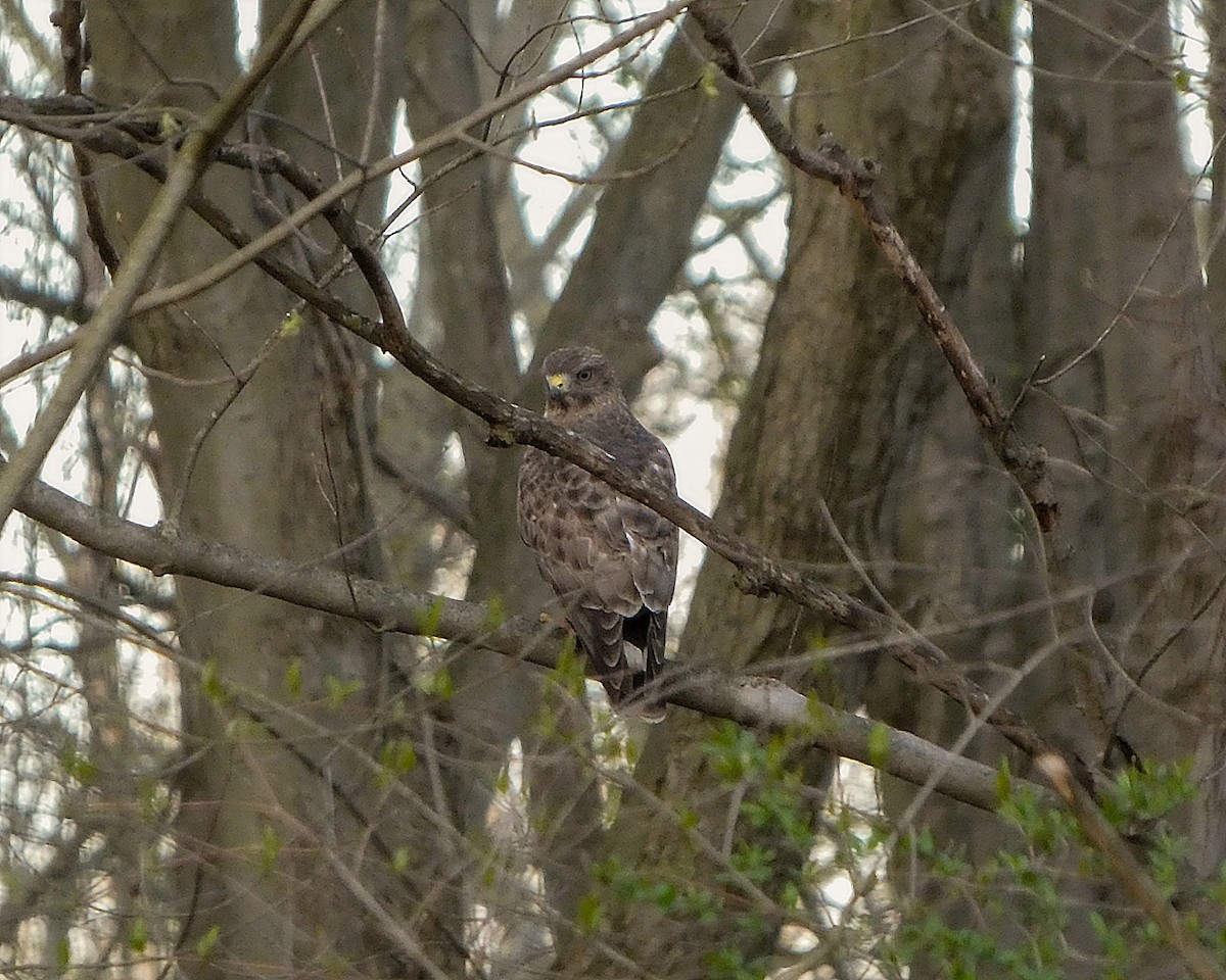 Broad-winged Hawk - ML634265431