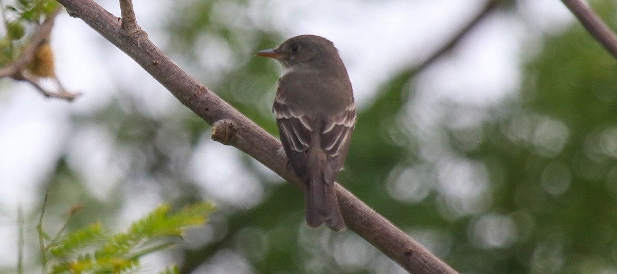 Eastern Wood-Pewee - ML634265636