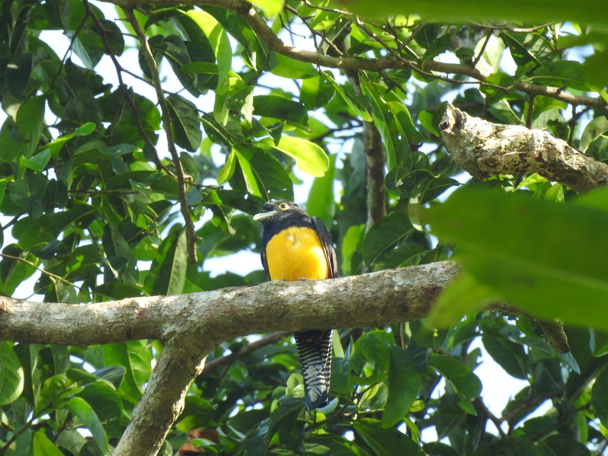 Amazonian Trogon - ML634265644
