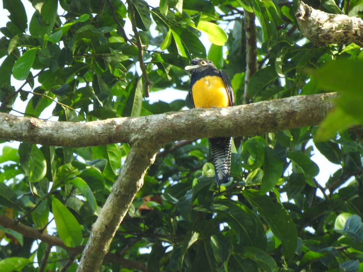 Amazonian Trogon - ML634265645