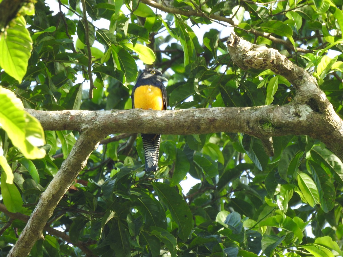 Amazonian Trogon - ML634265649