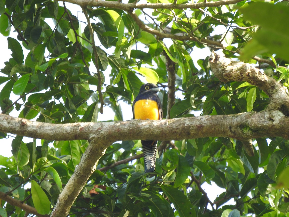 Amazonian Trogon - ML634265650