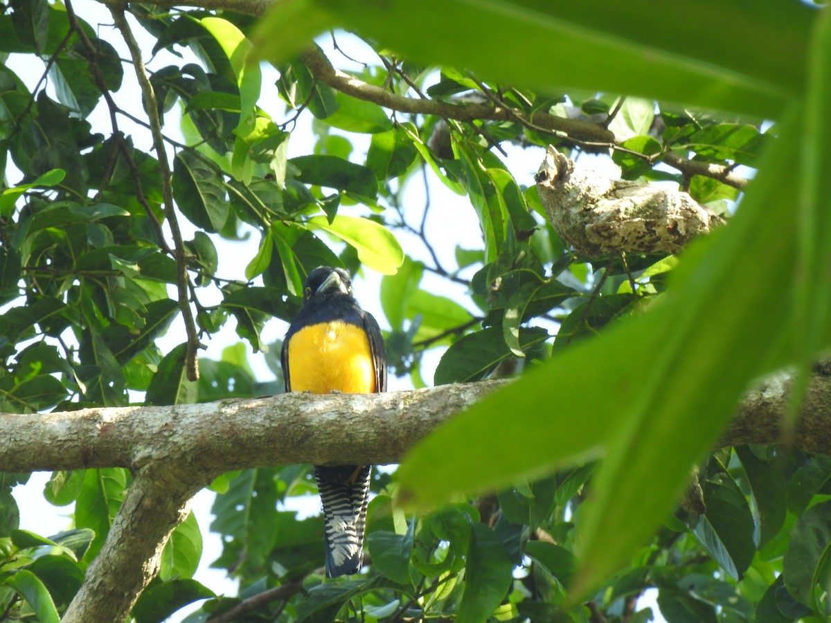 Amazonian Trogon - ML634265651
