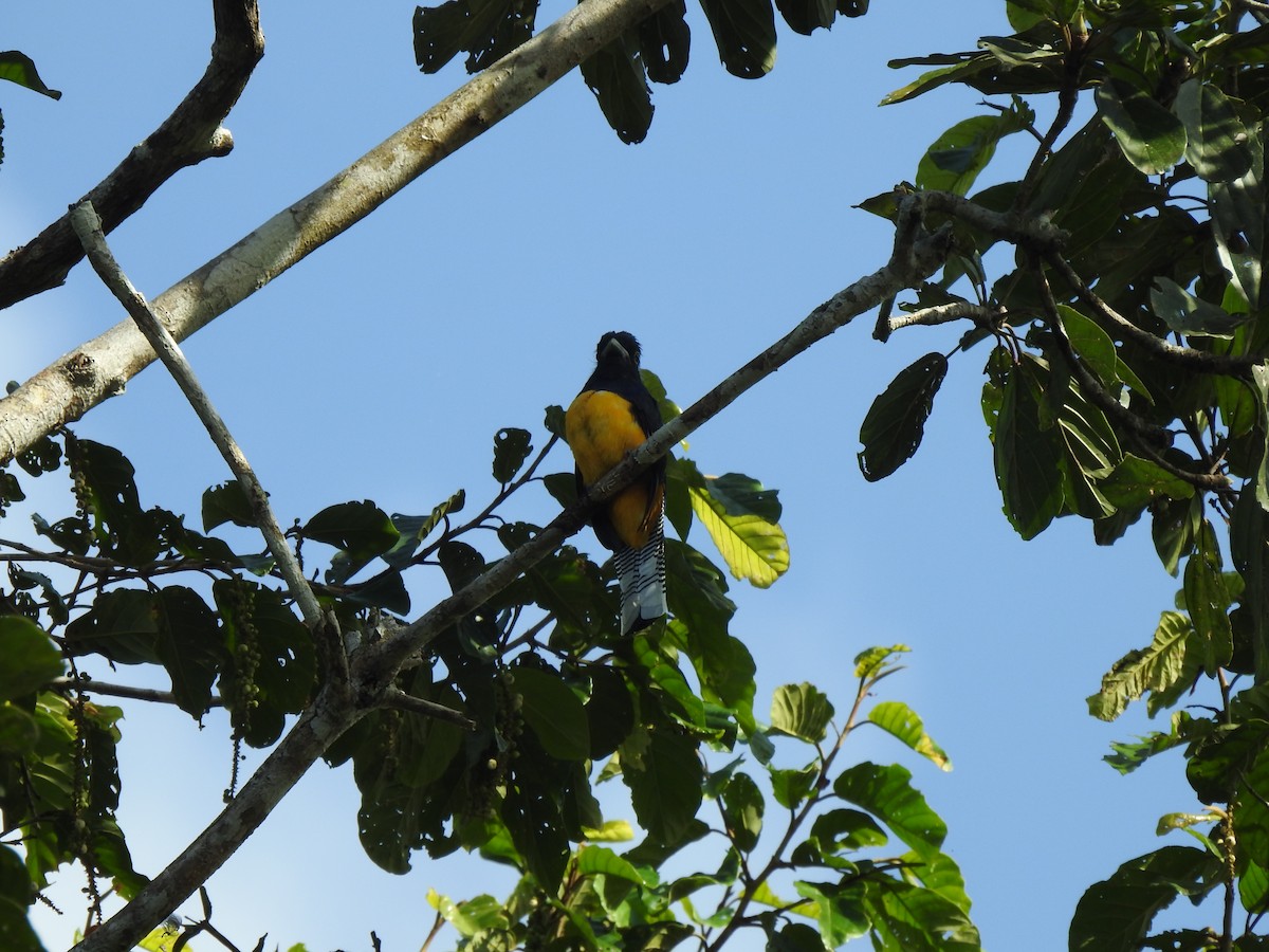 Amazonian Trogon - ML634265652