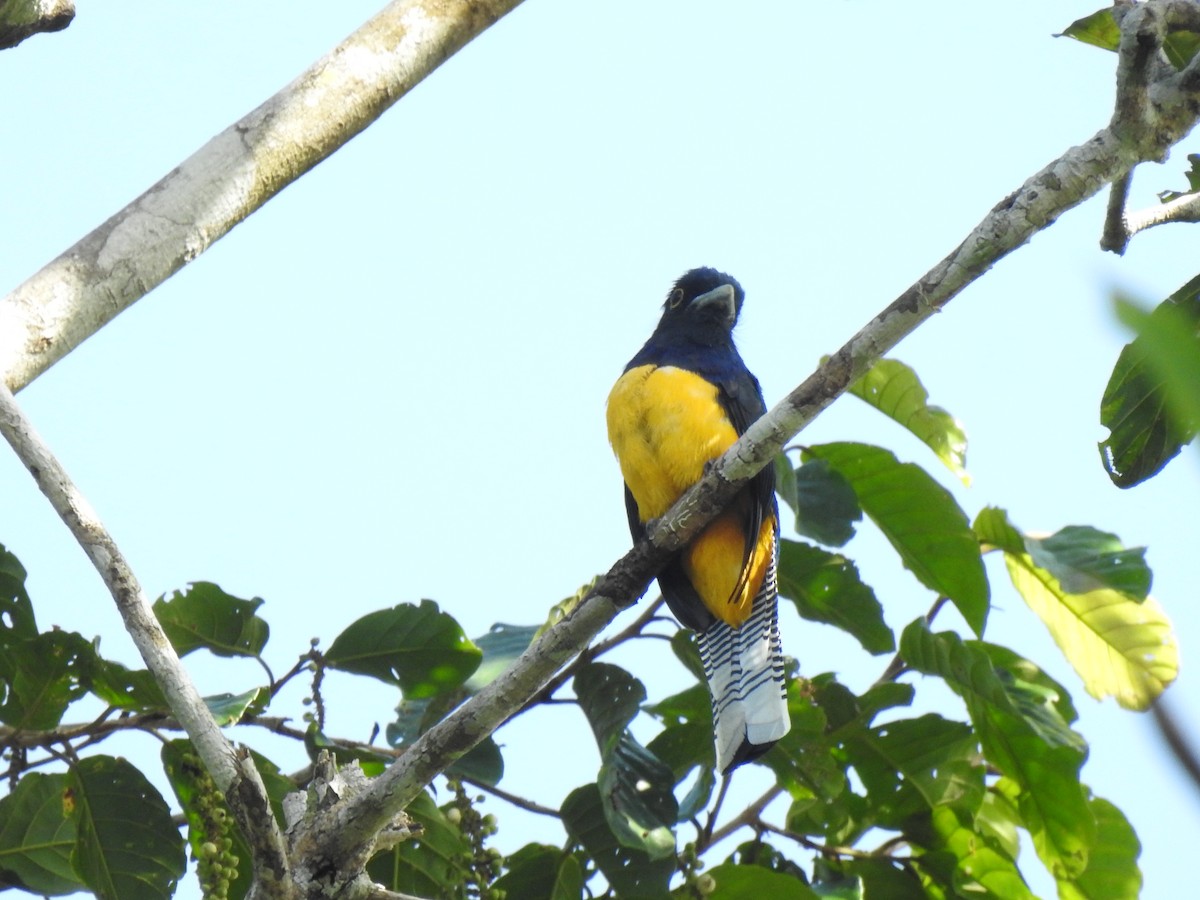 Amazonian Trogon - ML634265653