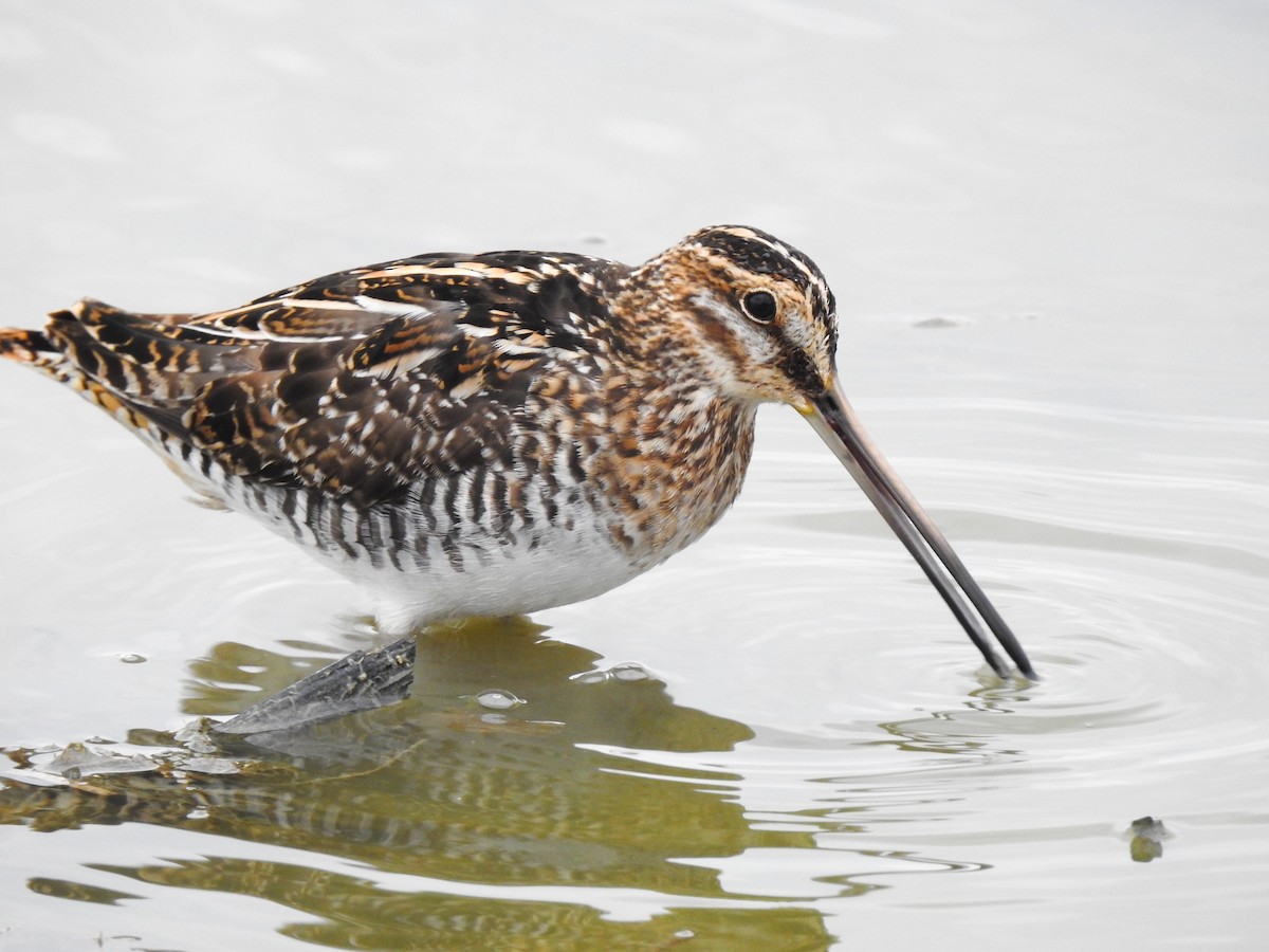 Wilson's Snipe - ML634265828