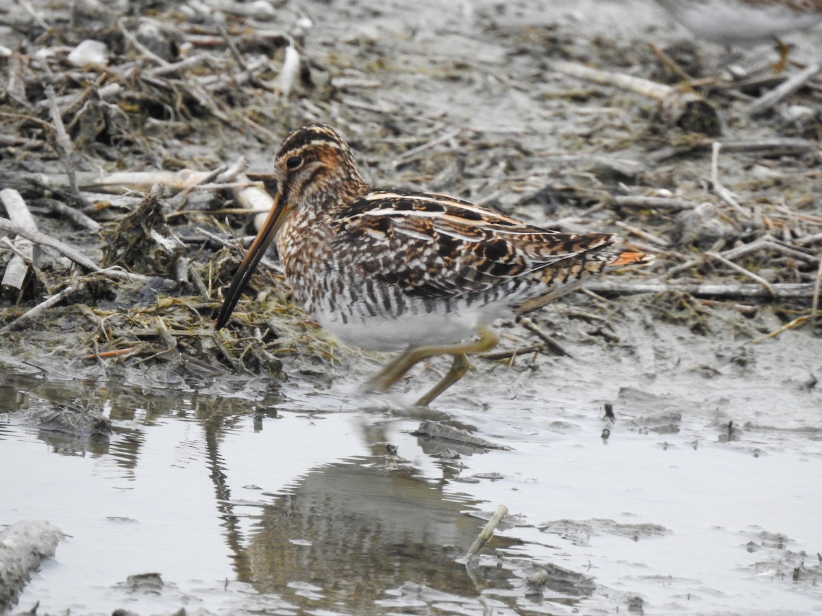 Wilson's Snipe - ML634265829