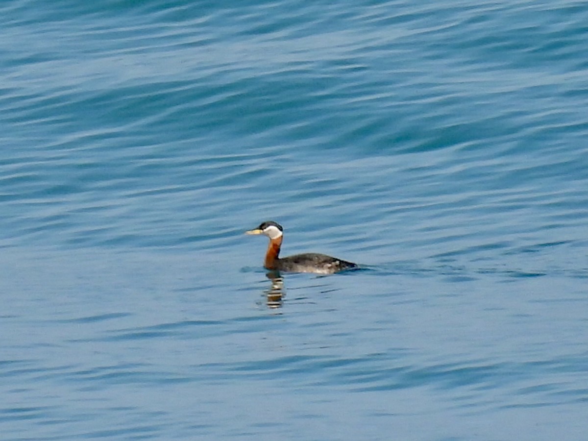 Red-necked Grebe - ML634265977