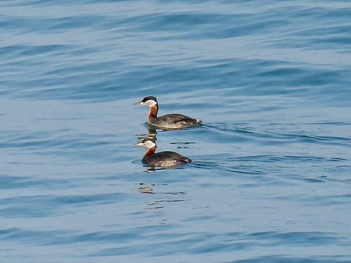 Red-necked Grebe - ML634265978