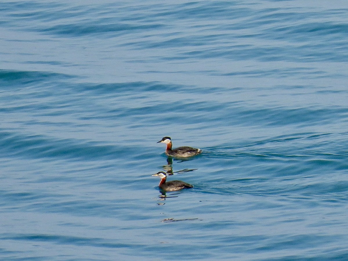 Red-necked Grebe - ML634265979