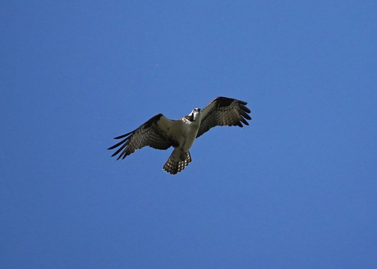 Osprey (American) - ML634265982