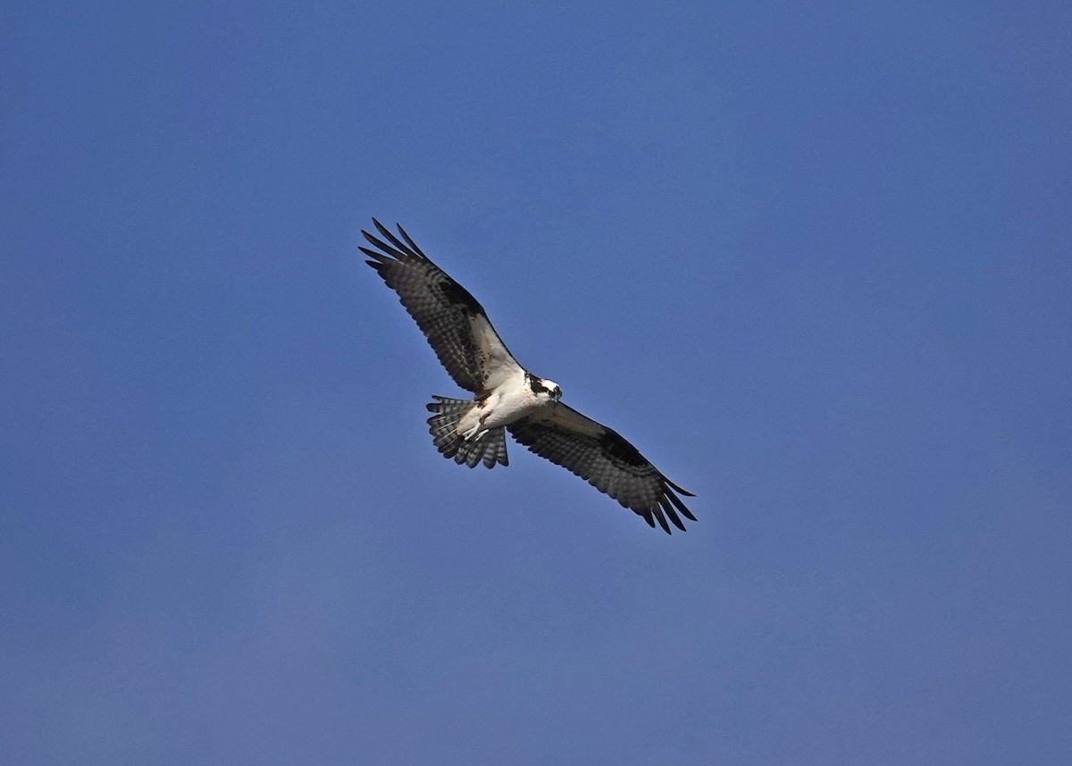 Osprey (American) - ML634265984