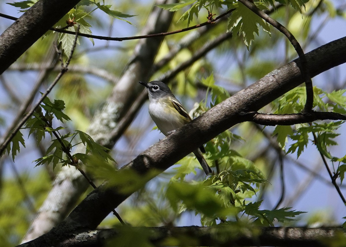 Blue-headed Vireo - ML634266039