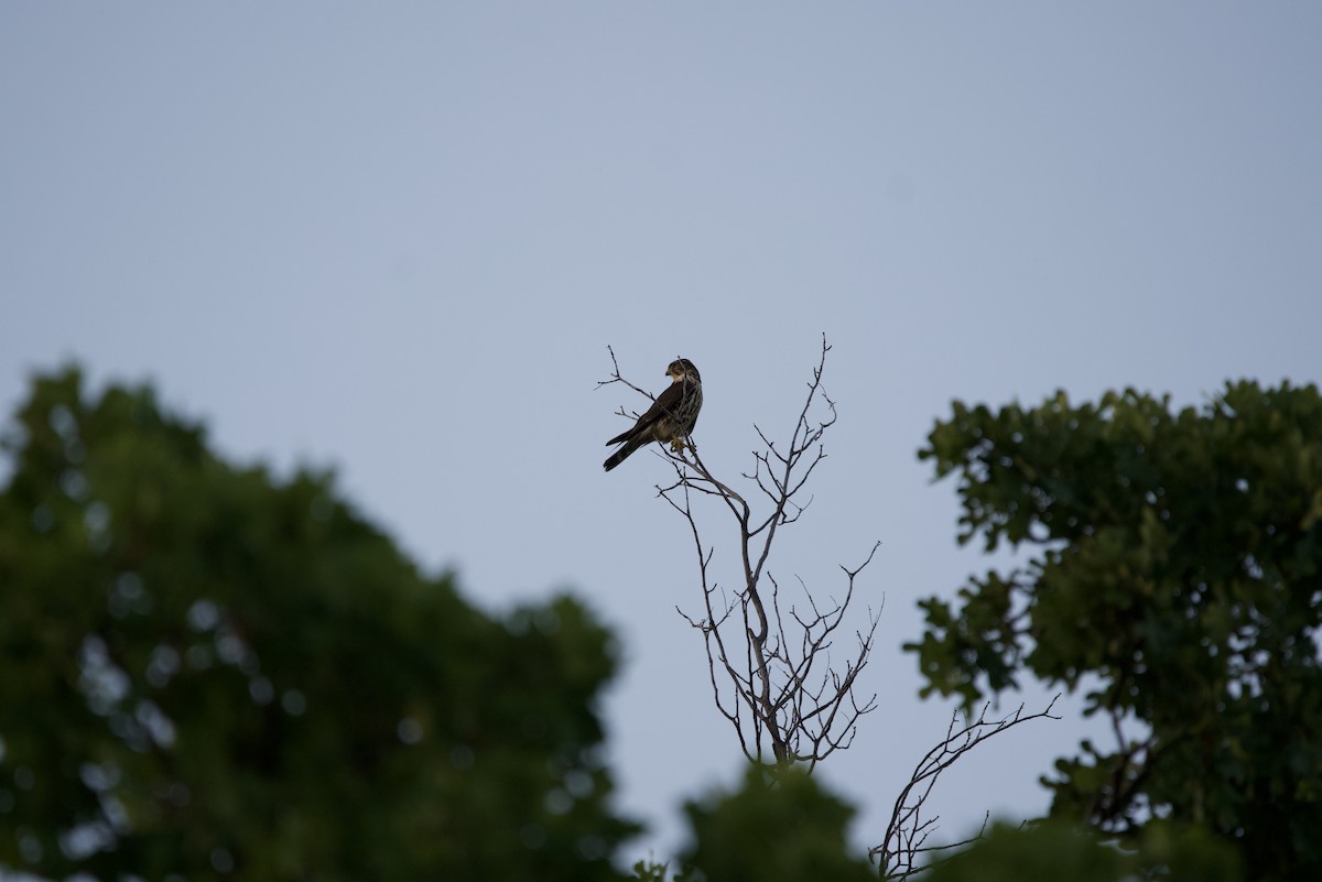 Merlin - ML634266092