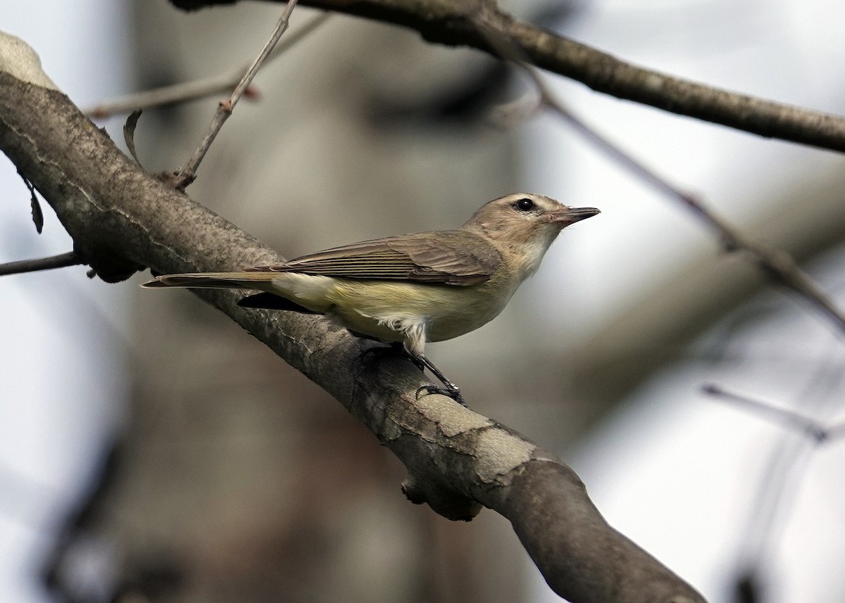 Warbling Vireo - ML634266096