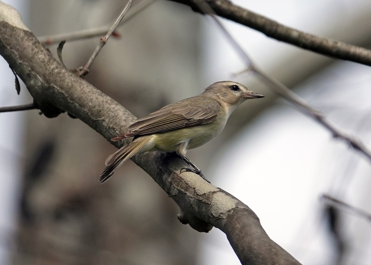 Warbling Vireo - ML634266097