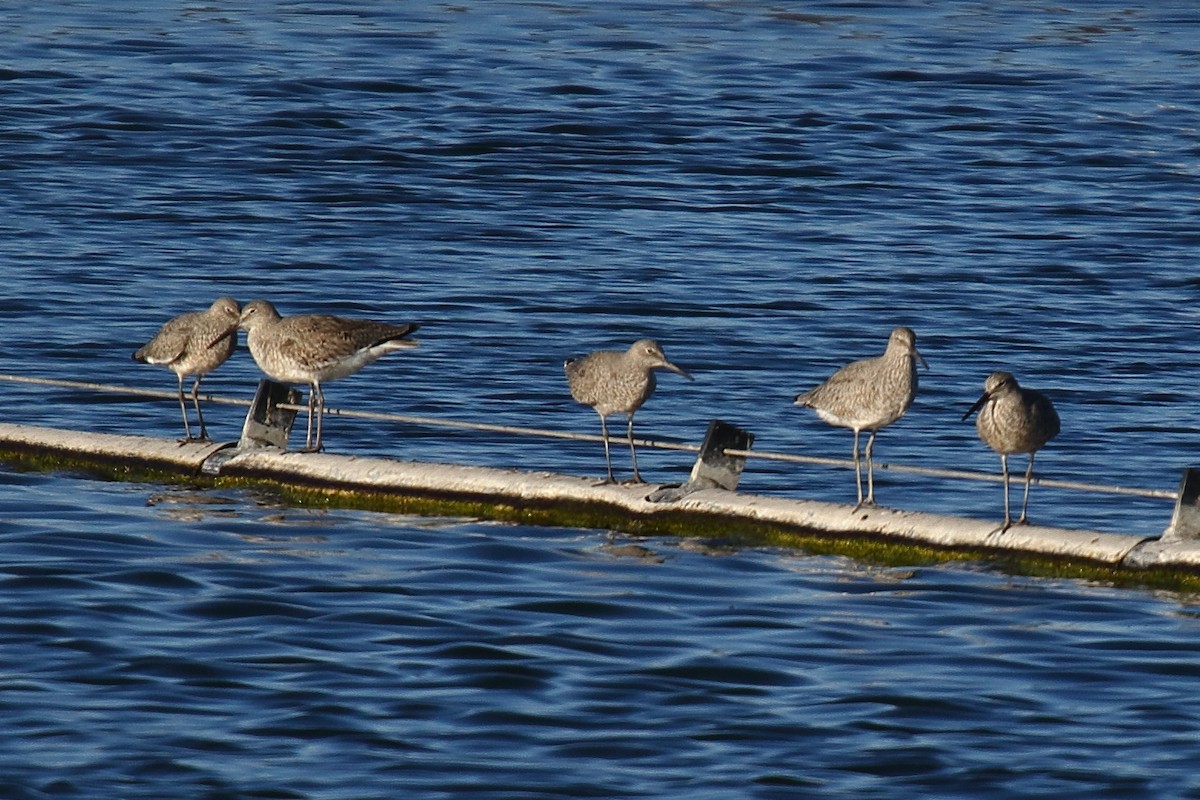 Willet - ML634266119